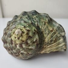 Large Green Turbo Marmoratus Turban Shell with Mother of Pearl Inside 6