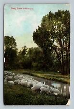 POSTCARD SHEEP SCENE IN MONTANA picture