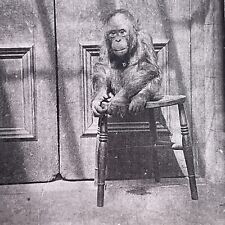Antique 1880s Baby Orangutan At The London Zoo Stereoview Photo Card P1681 picture