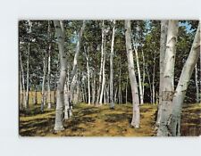 Postcard White Birches of New England USA picture