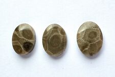 Polished PETOSKEY STONES-3 Oval 1/2  x 1/4  ins.  for Jewelry/Collecting - READ picture