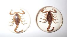 Insect Cabochon Golden Scorpion Specimen Round 35 mm Clear 2 pieces Lot picture