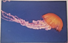 Jellyfish Vintage Postcard Swimming Unposted Ocean Farallon San Francisco picture