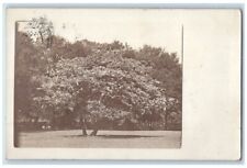 1910 Sceneic Tree View Poweshiek County Searsboro Iowa IA RPPC Photo Postcard picture