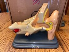 Vintage Welch Scientific Large Painted Anatomical Ear Model Medical Teaching Aid picture