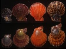 Tonyshells Seashell Chlamys squamosa 4 SERIES 25 - 43mm F+++/gem, set of 4 picture