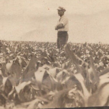 5i Photograph Artistic Man Farmer Standing In Field Crops 1910-20's Long Thin picture