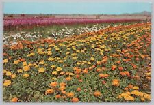 Flowers~South Mountain Flower Garden ~Continental Postcard picture