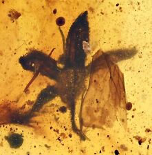 Rare Tropidogyne pikei - Five petal flower, Fossil Inclusion in Burmese Amber picture