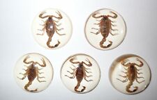 Insect Cabochon Golden Scorpion Specimen Round 35 mm Clear 10 pieces Lot picture