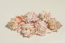 Pink Murex Phyllonotus erythrostomu Hermit Crab Sea Shell 3 1/2