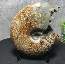 630g Rare Natural polishing conch ammonite fossil specimens of Madagascar 120 picture
