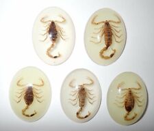 Insect Cabochon Golden Scorpion Specimen Oval 30x40 mm Glow 5 pieces Lot picture