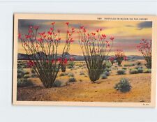 Postcard Ocotillo in Bloom on the Desert picture