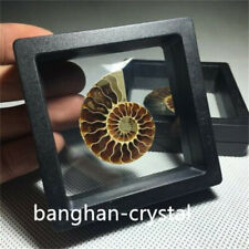 Natural Ammonite Fossil Shell Conch Specimen Crystal Healing Display Box 1pc picture