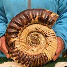 14.1 LB Whole Natural Ammonite Fossil Conch Crystal Specimen - Madagascar picture