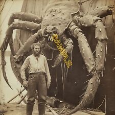 Fisherman Catch Big Lobster Vintage Reprint photo No4589 picture