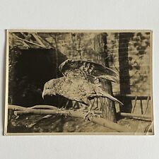 Antique Sepia Photograph Of Taxidermy Bird & Original Glass Negative Odd picture