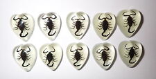 Insect Cabochon Black Scorpion Heart 17x21 mm Glow in the Dark 10 pieces Lot picture