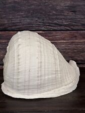 Extra Large Horned Queen Helmet Conch Sea Shell Specimen 11in X 8in picture