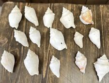Florida Seashells Lot Fighting Conch Shells Decor Beach Wedding Vase Decor Vase picture