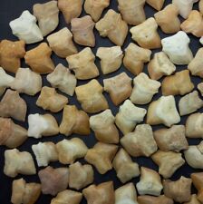 Best Offer100 PC's Rare Squalicorax Bassani Shark Teeth Fossil Cretaceou Morocco picture