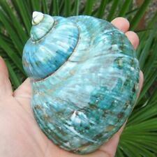 Green Turbo Natural Rare Real Sea Shell Conch Aquarium Home Decor Fast5 picture