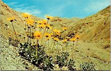 Panamint Daisy Death Valley Panamint Mountains Postcard UNP VTG Dexter Unused picture