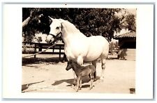 Grand Canyon Arizona AZ Postcard RPPC Photo Little Wild Horse c1940's Vintage picture