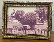 Vintage Topiary Sculpture Chubby Elephant Picture Photo in Nice Frame old Frame picture