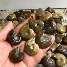 50PC  Natural Ammonite Conch Crystal Specimen Healing picture