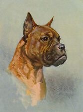 BOXER OLD STYLE DOG HEAD STUDY VINTAGE STYLE GREETINGS NOTE CARD picture