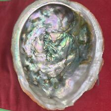 🔥BEAUTIFUL Extra Large XL California Abalone Seashell Smudging Incense Bowl picture