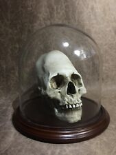 Dome Combo Peruvian Elongated Human skull RESIN REPLICA,  -Zane Wylie Skull picture