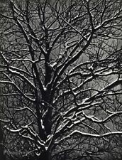 1930s Vintage BRASSAI Tree Branch Snow Winter Original Photo Gravure Art 12X16 picture