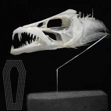 1pcs real ribbon fish skeleton exquisite fish specimen skull gift crafts 12-16cm picture