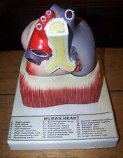 Vintage Human Heart Scientific Anatomical Model Anatomy Class Teaching Doctor picture