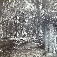 Antique 1870s American Chestnut Tree Conway NH Stereoview Photo Card V1715 picture