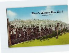 Postcard World's Largest Rose Bush Tombstone Arizona USA picture