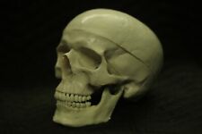 Human Skull replica 3pc Halloween Prop PVC plastic picture