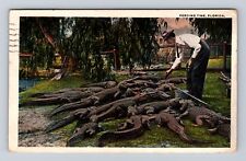 FL-Florida, Feeding Time, Alligators, Antique, Vintage c1922 Souvenir Postcard picture
