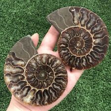 200g+ A Pair Natural Crystal ammonite fossil conch specimen Reiki healing Care picture