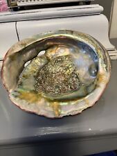 Large Oyster Shell picture