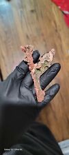 Native Copper with Epidote Crystals Rare Twinned Specimen. Keweenaw Peninsula.  picture