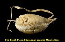1 European Praying Mantis Egg Case Fresh Picked 2024 crystal clear Incubator picture
