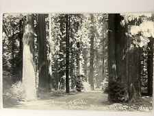 Vintage Redwood Highway Avenue of Giants Real Photo Postcard RPPC picture