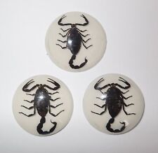 Insect Cabochon Black Scorpion 35 mm Round on White Bottom 3 pieces Lot picture