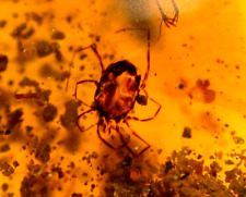Super RARE Tick with Dried Blood in Burmite Amber Fossil Dinosaur Age picture