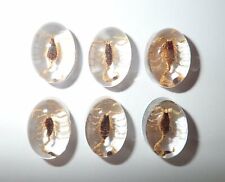 Insect Cabochon Golden Scorpion Oval 12x18 mm Clear 10 pieces Lot picture