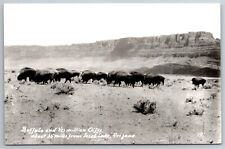 Herd of Buffalo Vermillion cliffs near Jacob Lake Arizona 1956 RPPC Postcard picture